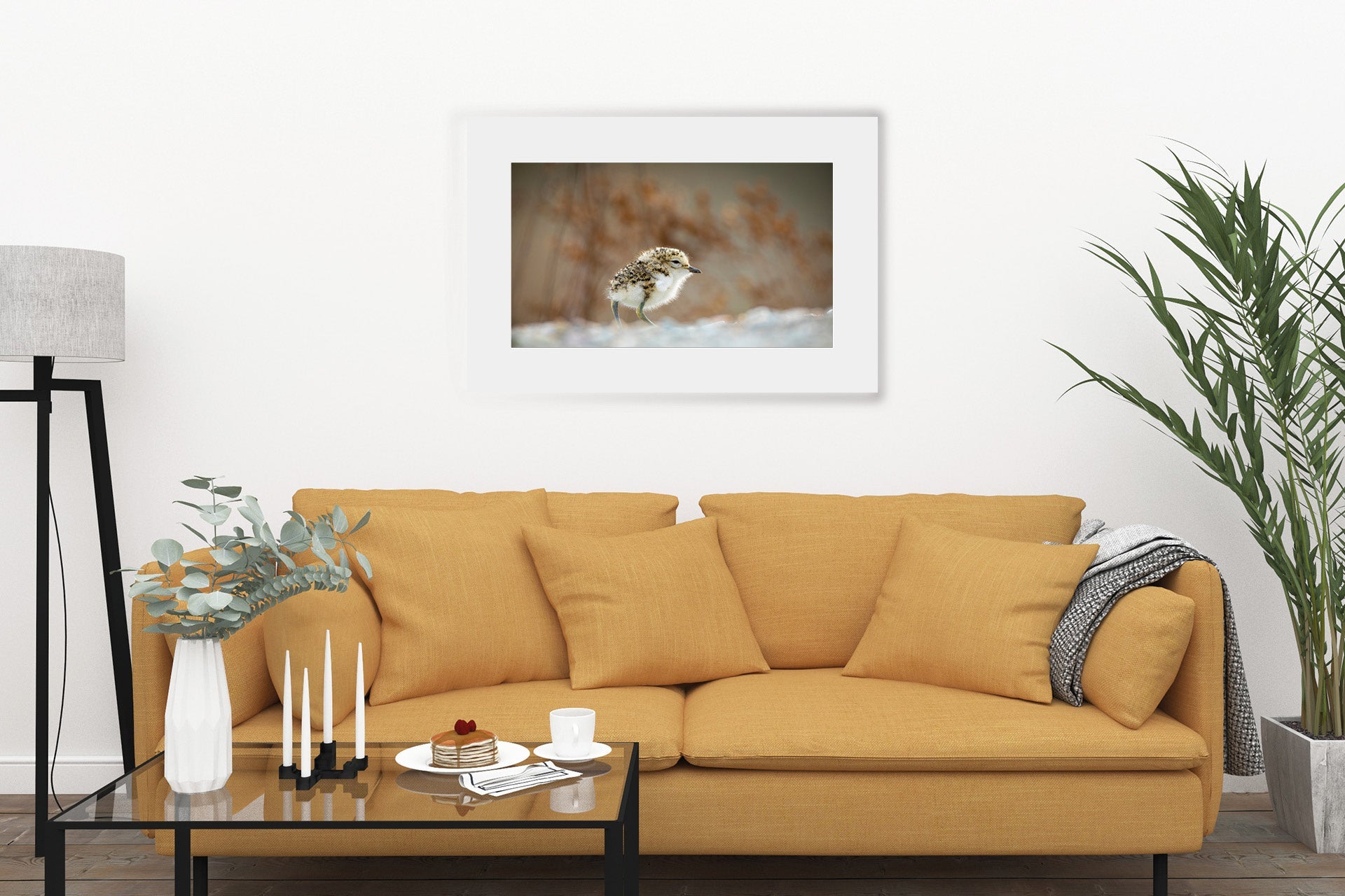 New Zealand native dotterel image